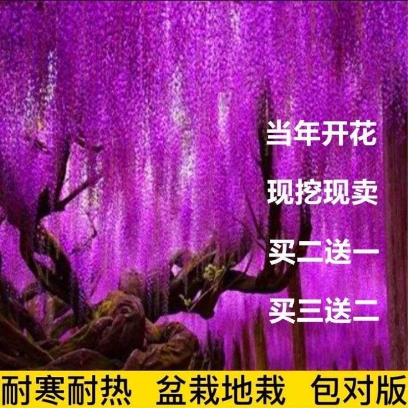 紫藤四季开花盆栽绿植花卉紫