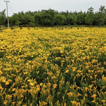 金娃娃萱草，萱草类宿根类苗木，庭院种植，道路护坡点缀绿化