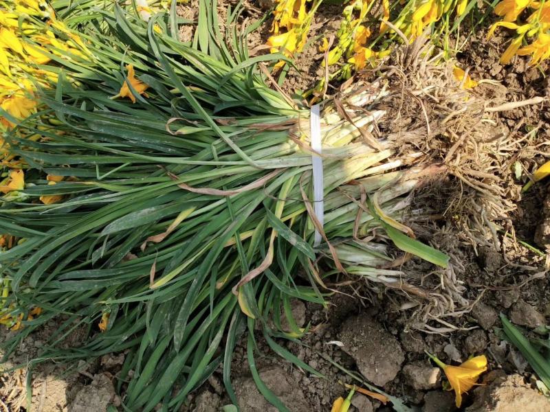 金娃娃萱草，萱草类宿根类苗木，庭院种植，道路护坡点缀绿化