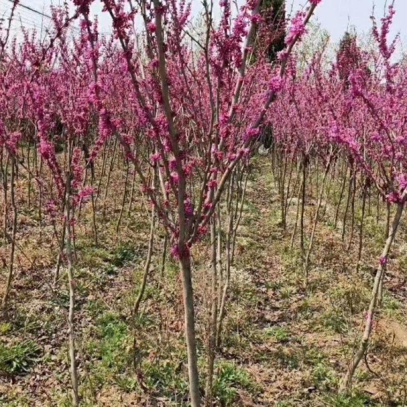 金娃娃萱草，萱草类宿根类苗木，庭院种植，道路护坡点缀绿化