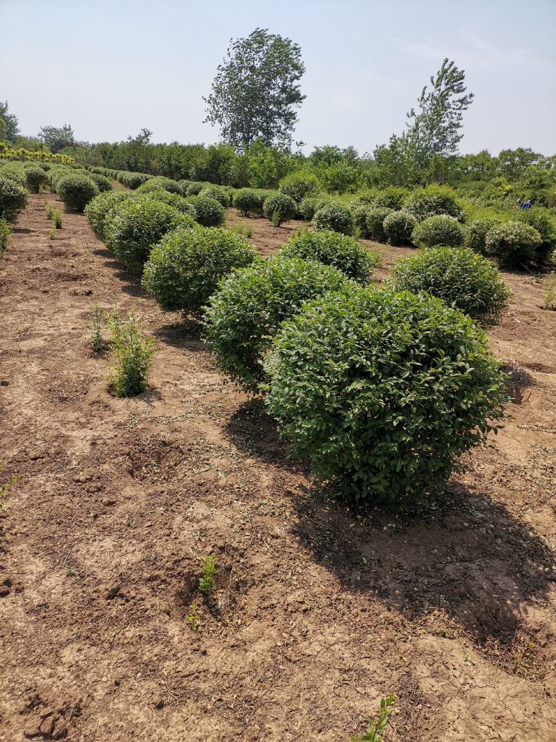 金娃娃萱草，萱草类宿根类苗木，庭院种植，道路护坡点缀绿化