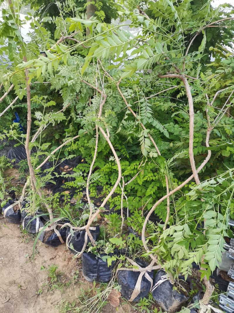 金娃娃萱草，萱草类宿根类苗木，庭院种植，道路护坡点缀绿化