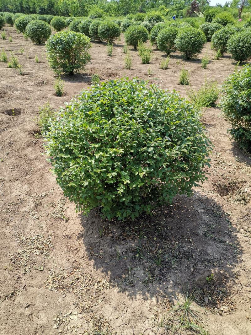 金娃娃萱草，萱草类宿根类苗木，庭院种植，道路护坡点缀绿化
