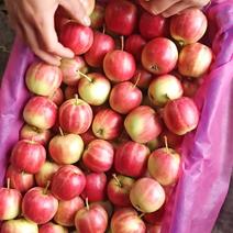 东北123花红苹果，123小苹果口感甜脆耐储存，耐运输