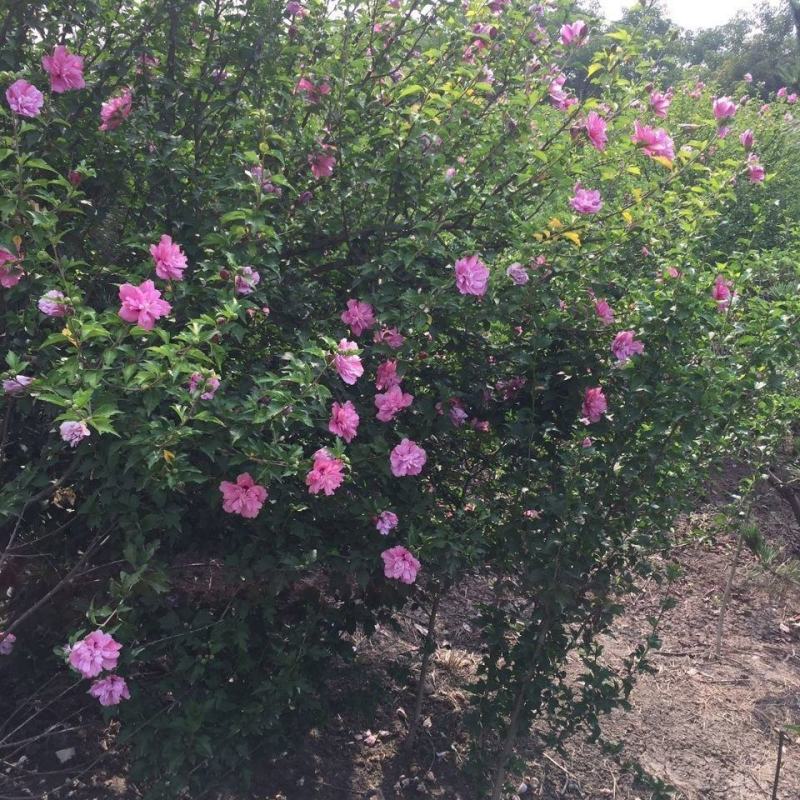 紫藤四季开花盆栽绿植花卉紫
