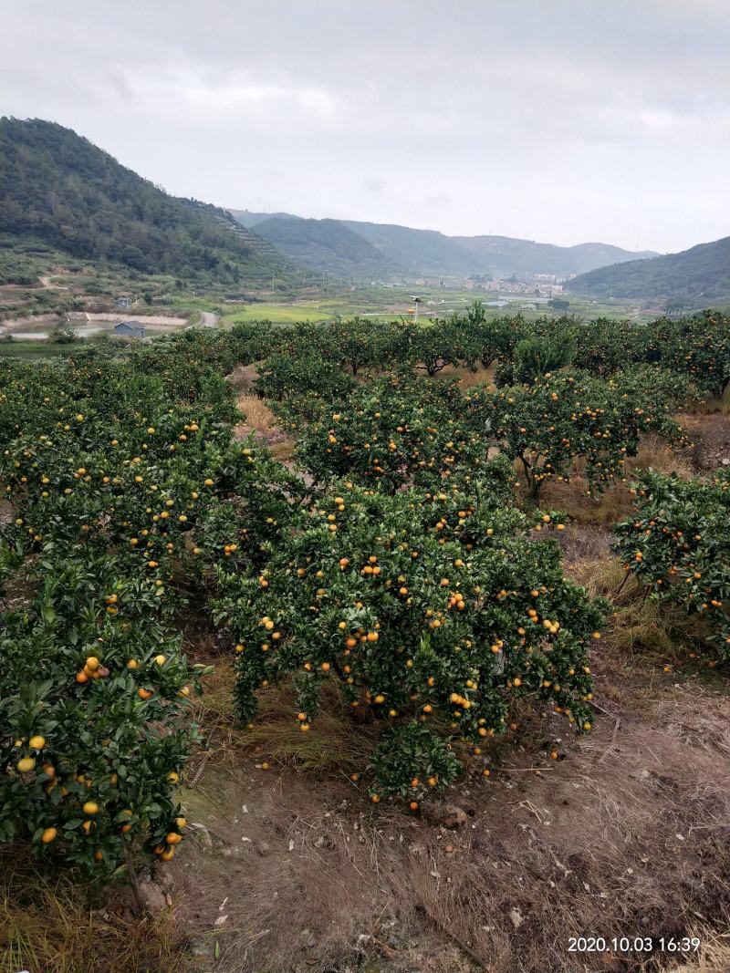 浙江红美人爱媛28三年苗根系发达来年可挂果苗圃直供