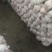 平菇，平菇菌棒，秀珍菇菌棒，菌种，