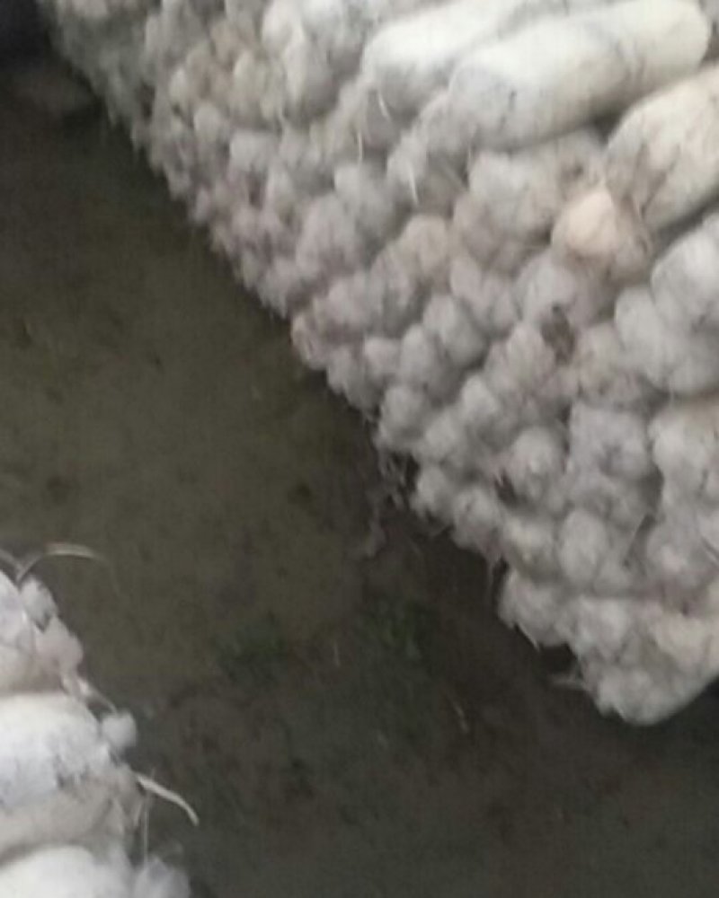 平菇，平菇菌棒，秀珍菇菌棒，菌种，