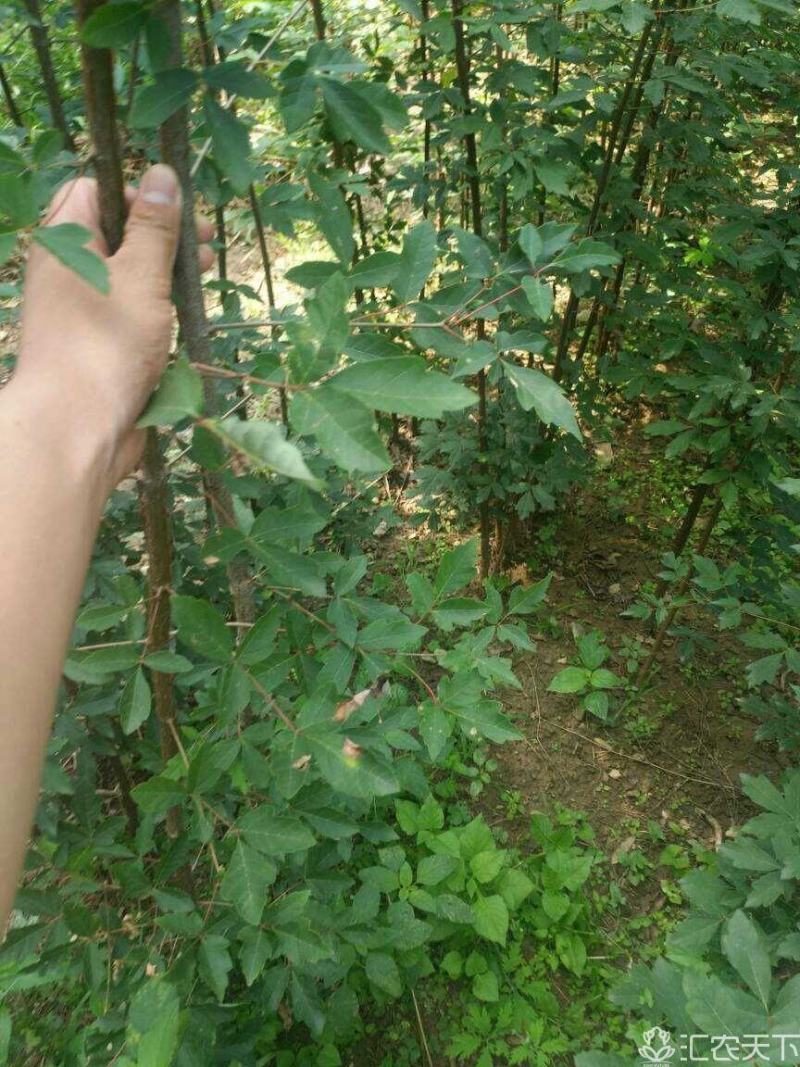 三公分血皮槭树，自家苗圃随时起苗