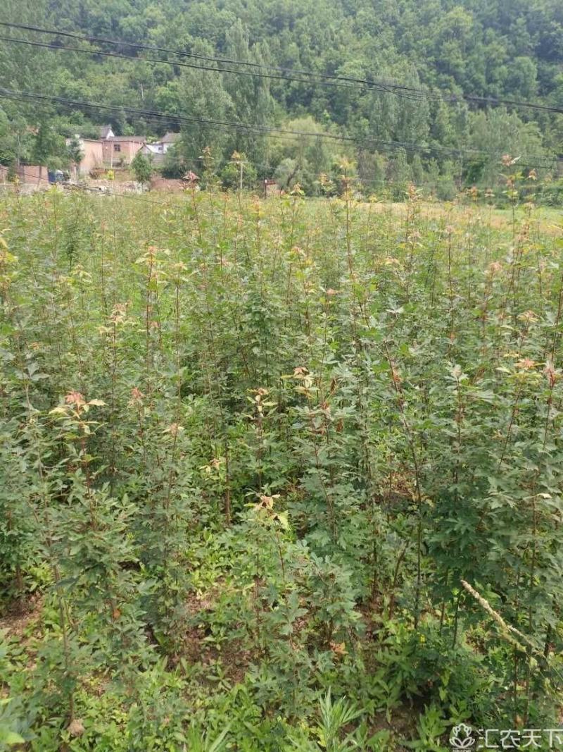 三公分血皮槭树，自家苗圃随时起苗