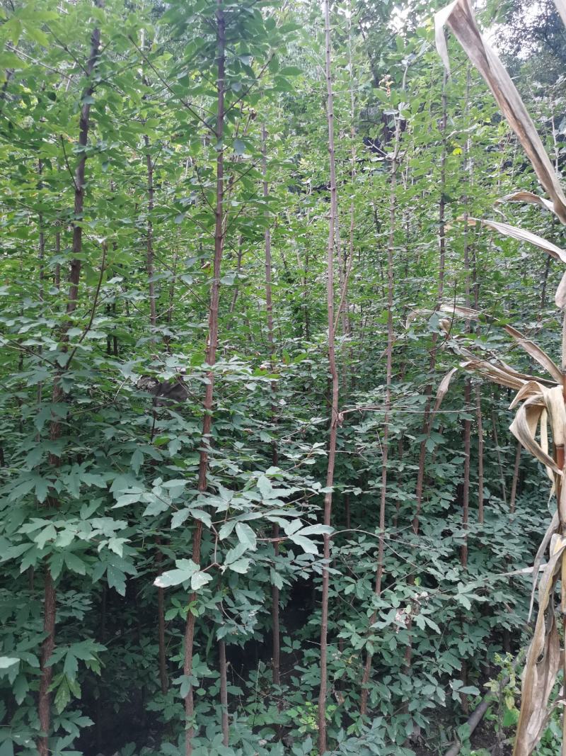 三公分血皮槭树，自家苗圃随时起苗