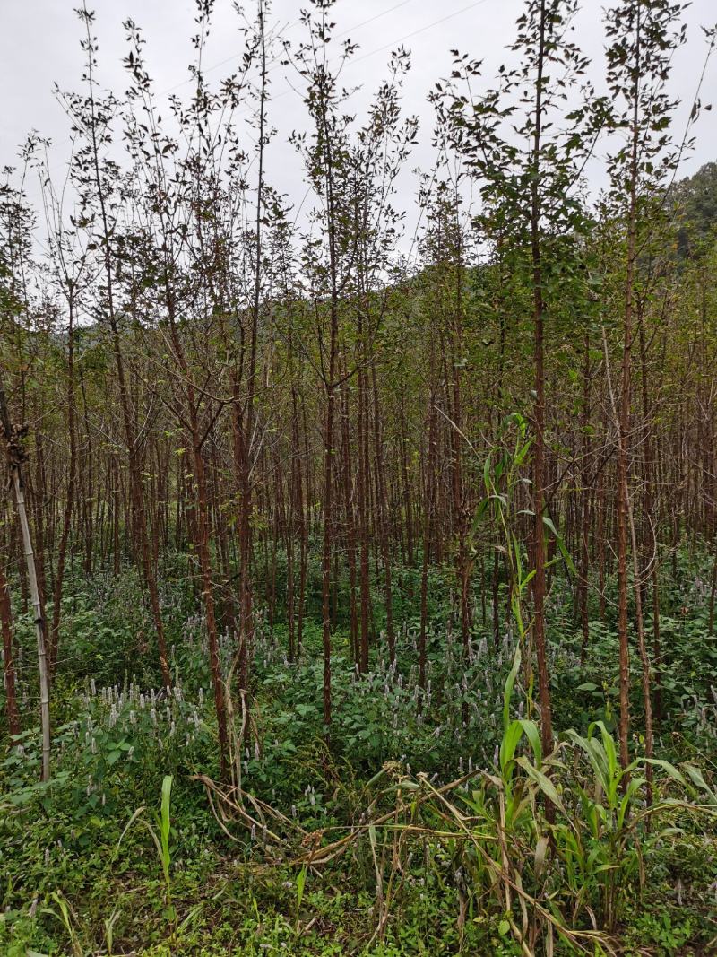 三公分血皮槭树，自家苗圃随时起苗