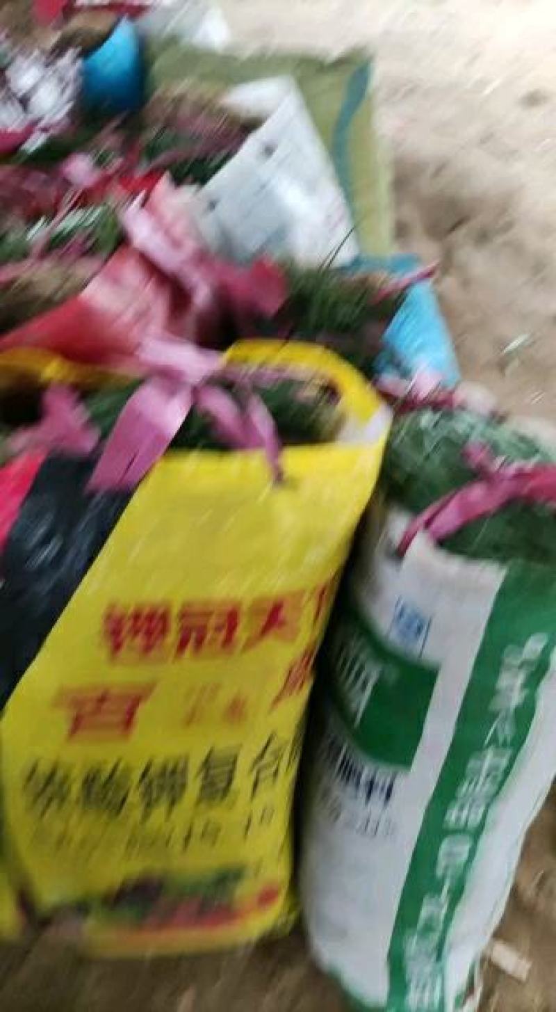 小葱苗，大葱苗，洋葱苗，大量有货