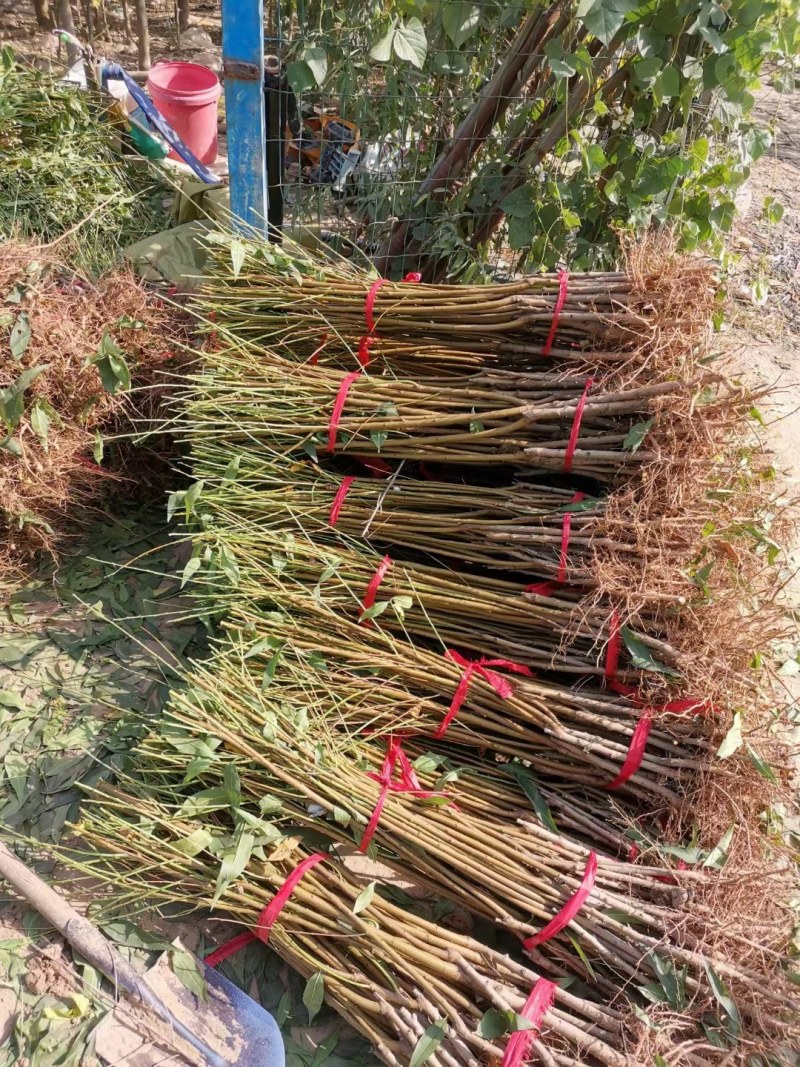 黄桃苗黄金蜜1号3号4号5号黄金蜜系列基地保证品种