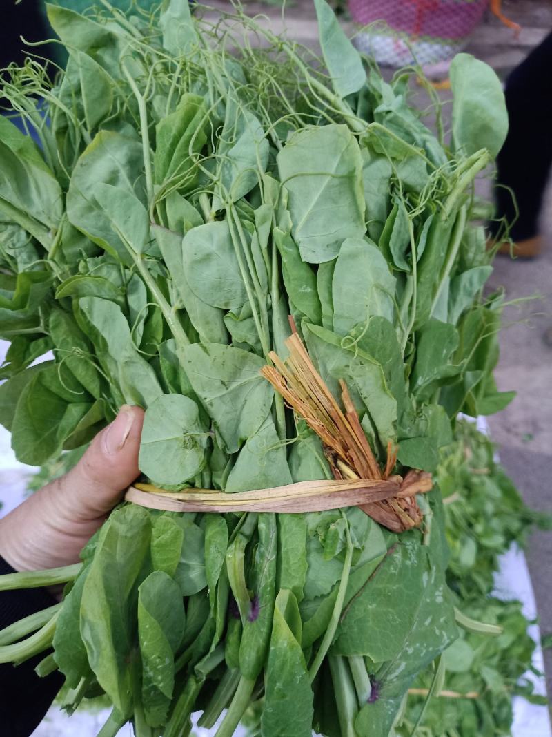 广西南宁特色精品蔬菜，碗豆尖