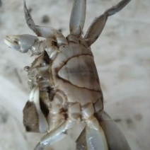 山东优质蟹苗大量上市