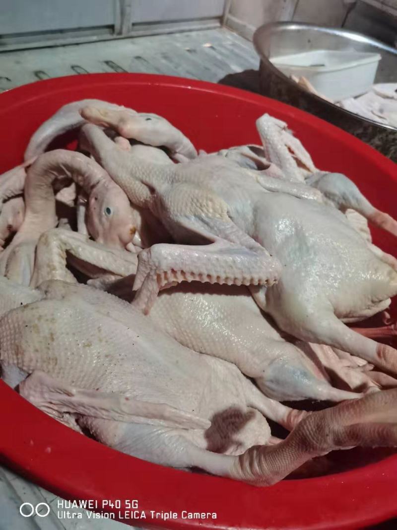 【鹅肉】白条老鹅肉新鲜批发白条中年鹅肉货源充足