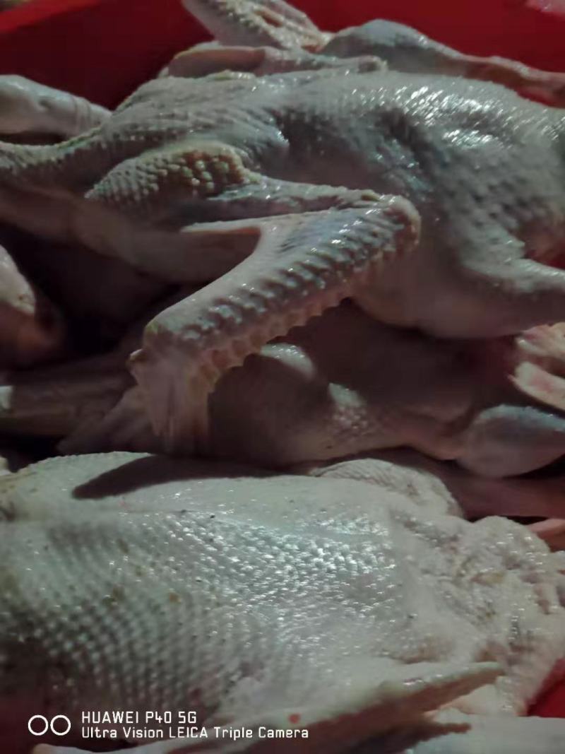 【鹅肉】白条老鹅肉新鲜批发白条中年鹅肉货源充足