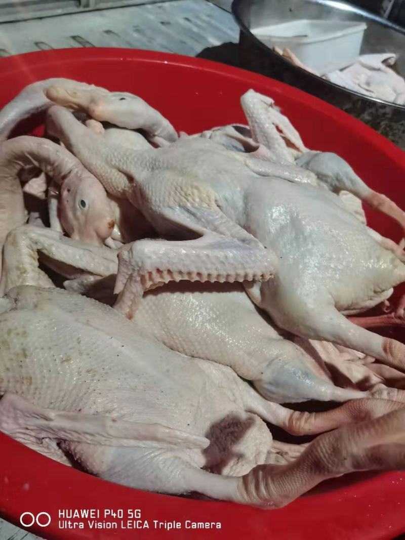 【鹅肉】白条老鹅肉新鲜批发白条中年鹅肉货源充足