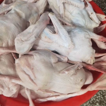 【鹅肉】白条老鹅肉新鲜批发白条中年鹅肉货源充足