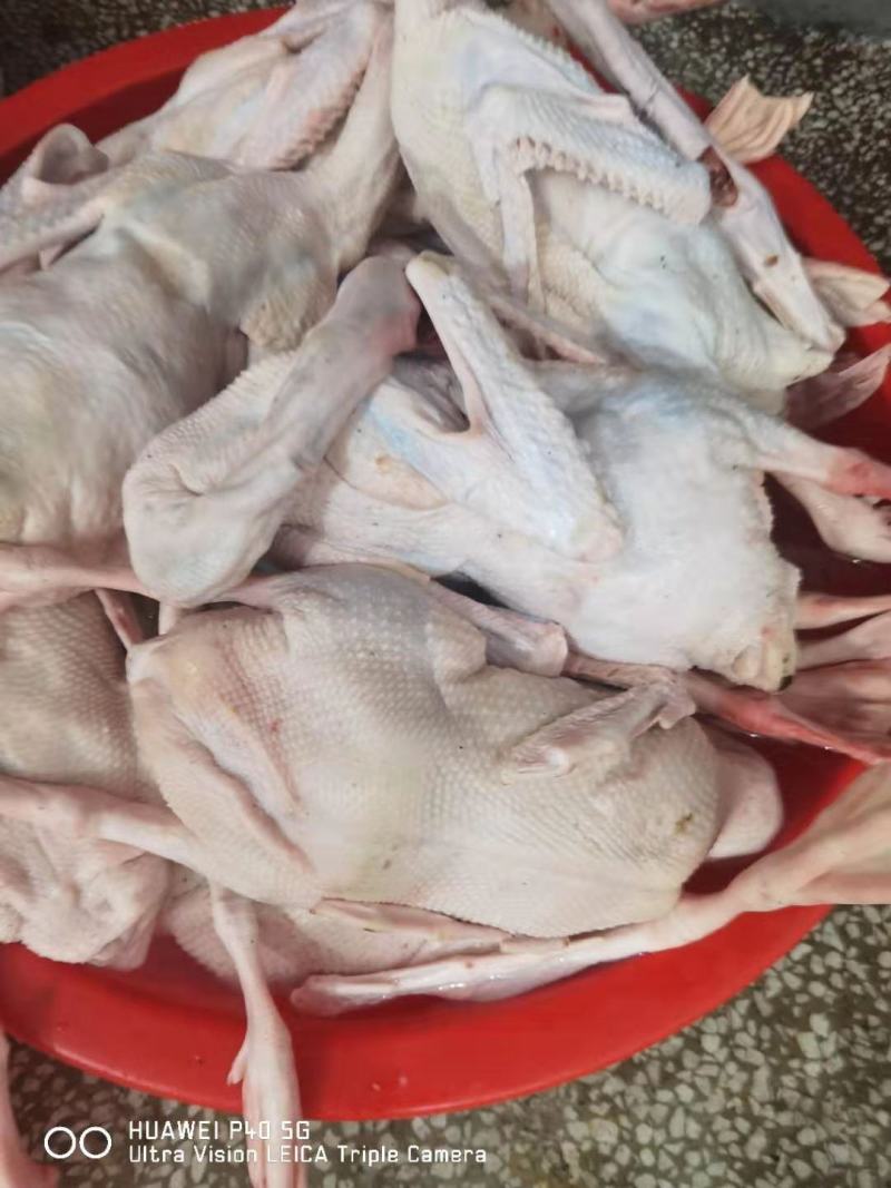 【鹅肉】白条老鹅肉新鲜批发白条中年鹅肉货源充足