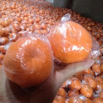 湖北当阳芦柑大量上市中