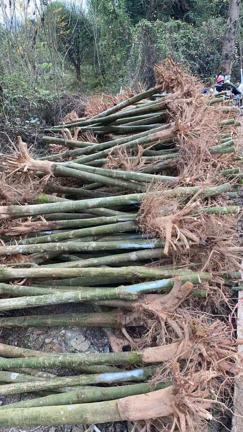 青枫(五角枫，槭树)红枫嫁接母本