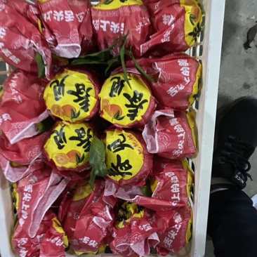 春见耙耙柑大量上市，高质量高品质服务，诚邀各位老板前来