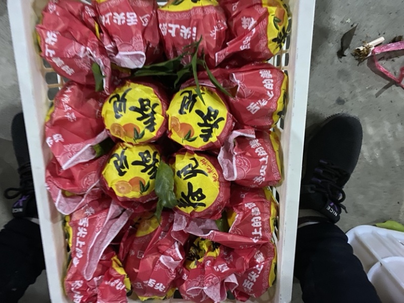 春见耙耙柑大量上市，高质量高品质服务，诚邀各位老板前来
