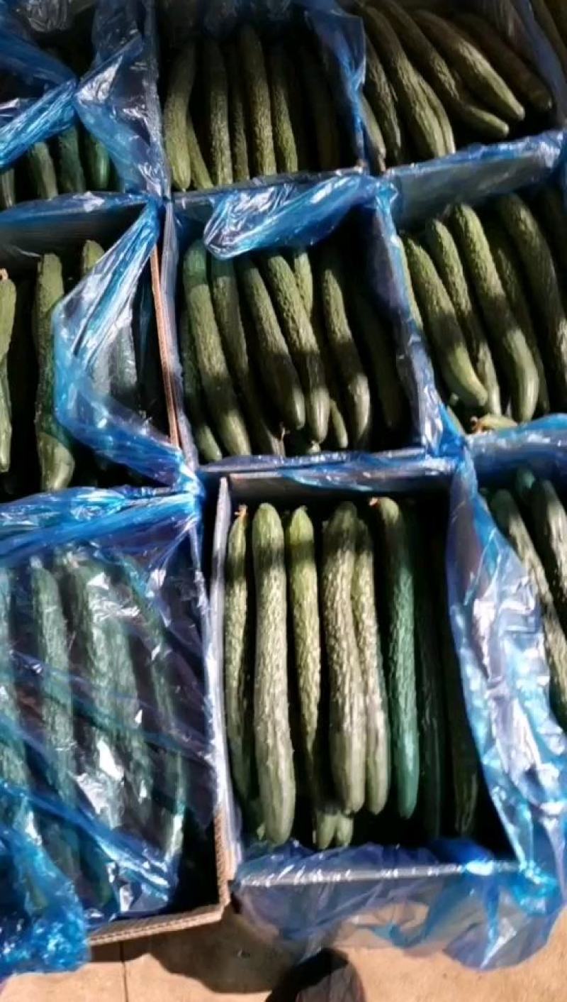 有大量的黄瓜上市了，中货，好货，电商，食堂货。