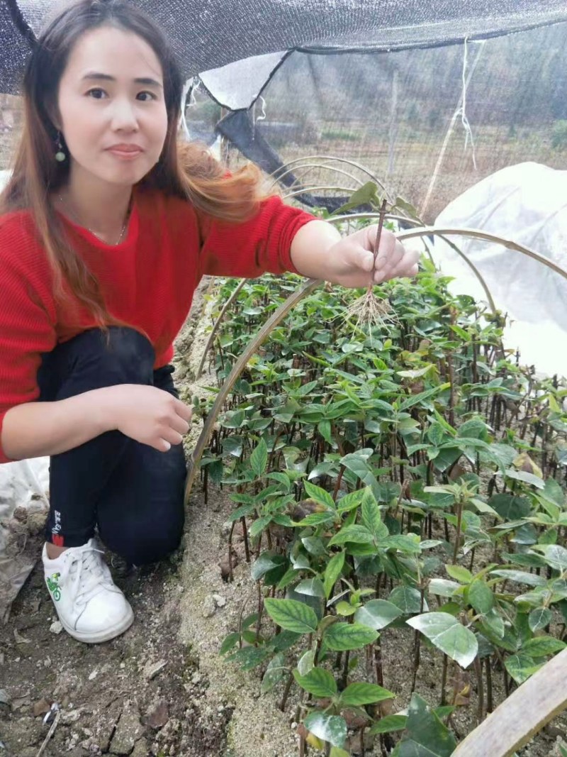 湘蕾五号金银花扦插苗，基地直接供应，成活率高欢迎老板选购