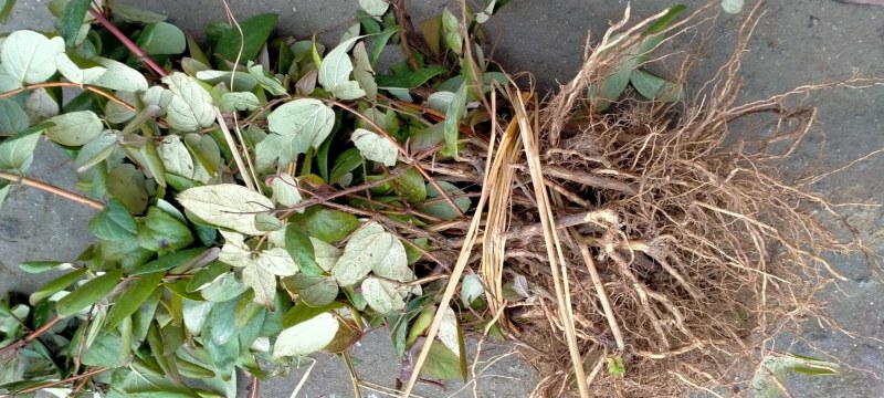 湘蕾五号金银花扦插苗，基地直接供应，成活率高欢迎老板选购