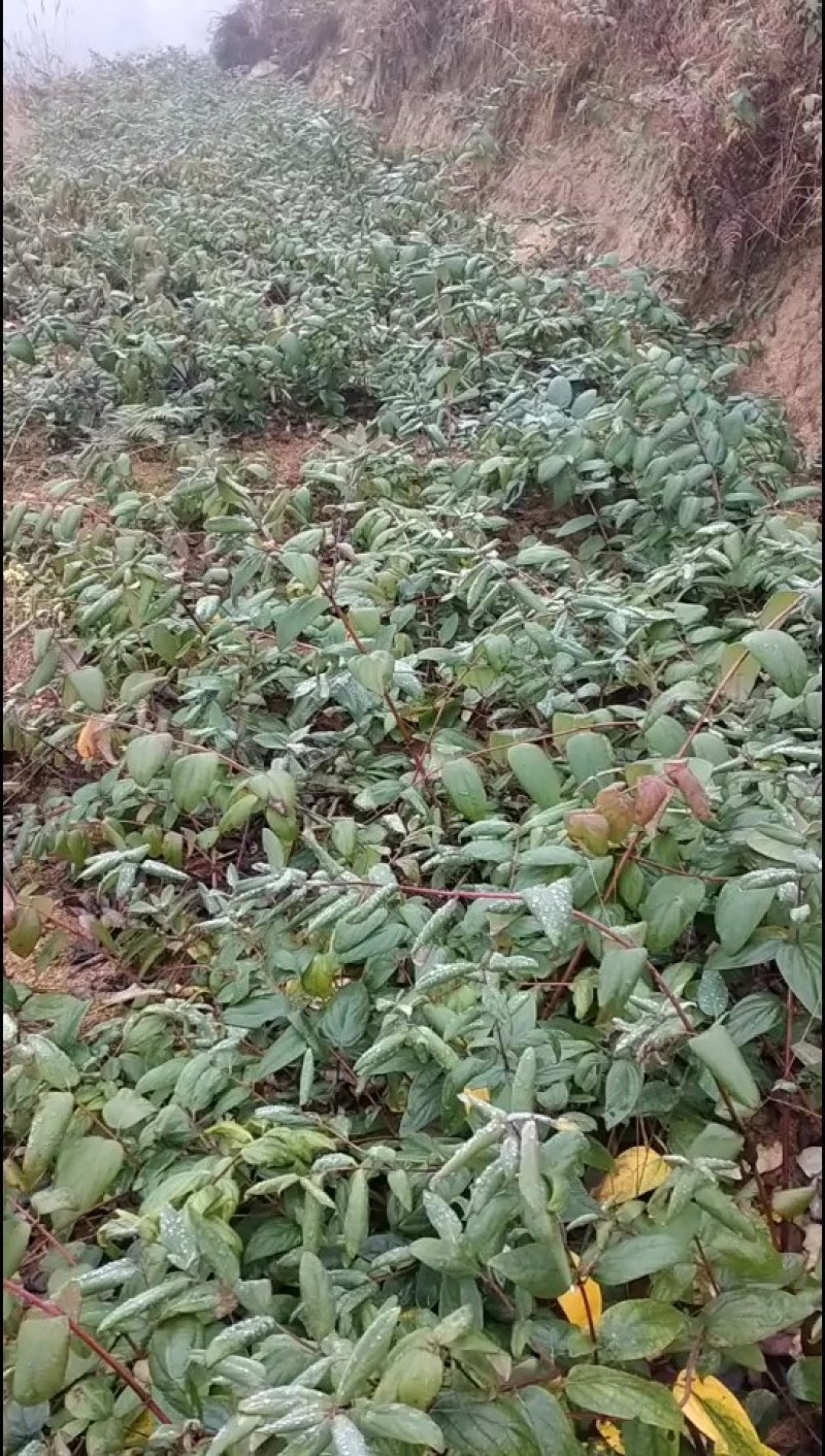 湘蕾五号金银花扦插苗，基地直接供应，成活率高欢迎老板选购
