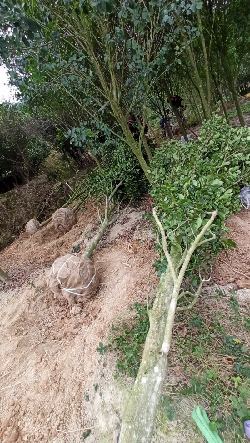 基地红花含笑园林庭院公园室外苗木紫花含笑