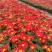 菊花大量供应基地直供欢迎实地看货期待合作