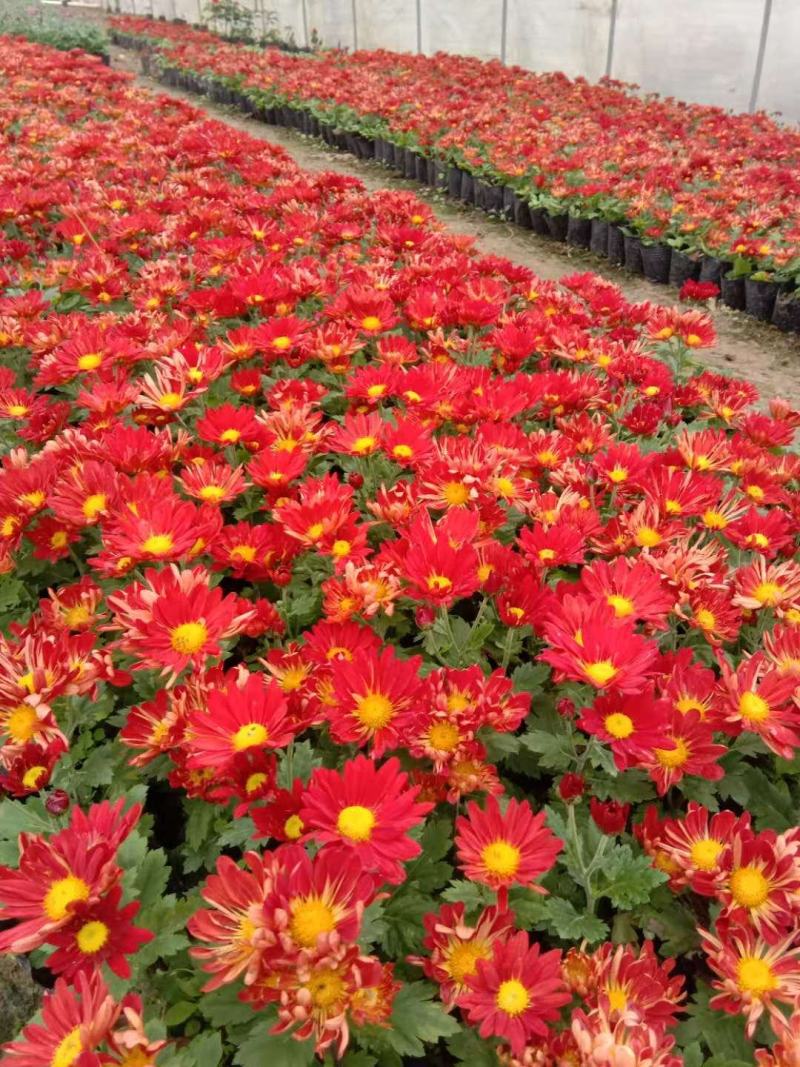 菊花大量供应基地直供欢迎实地看货期待合作