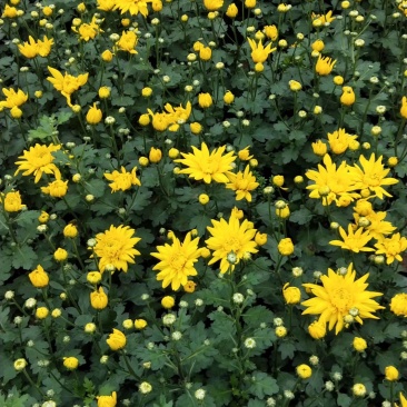 菊花大量供应基地直供欢迎实地看货期待合作