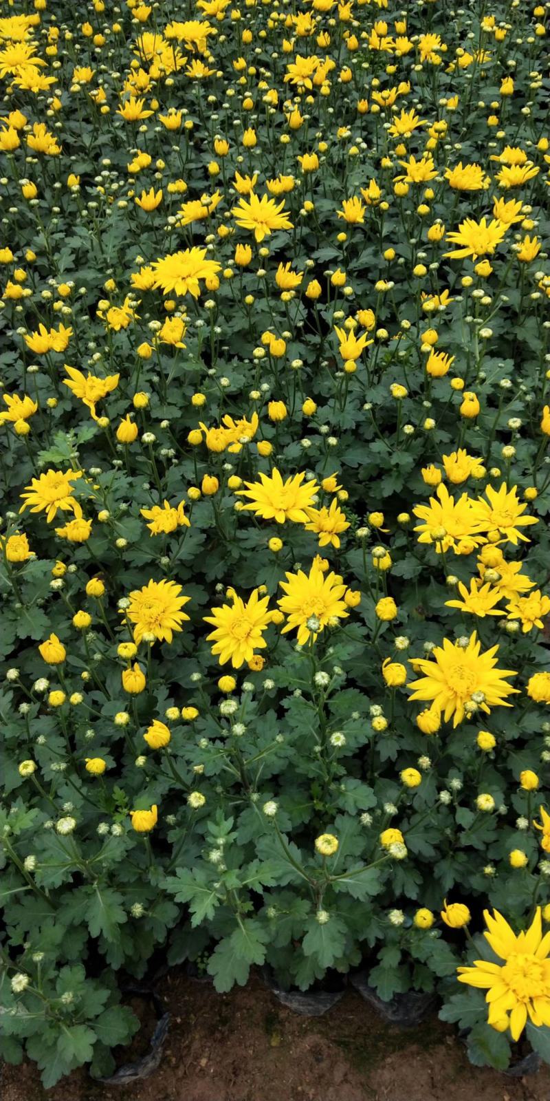 菊花大量供应基地直供欢迎实地看货期待合作