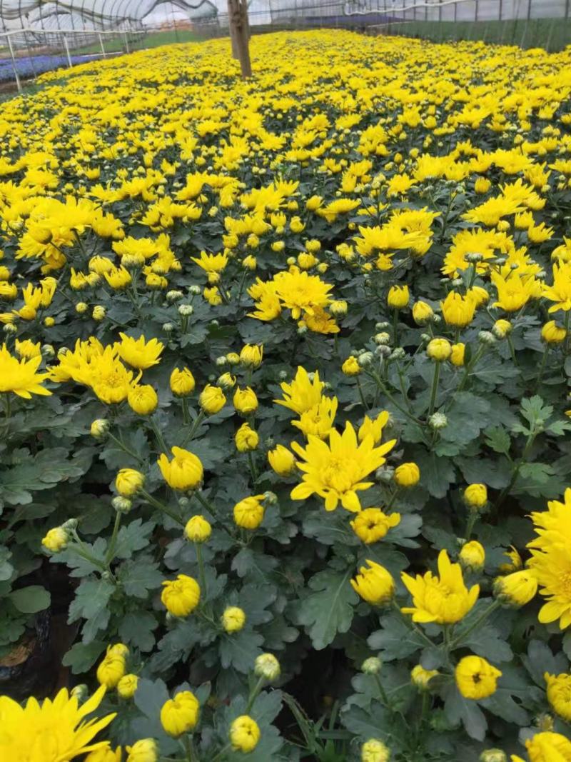 菊花大量供应基地直供欢迎实地看货期待合作