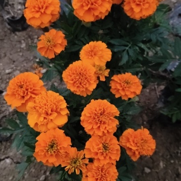 孔雀草大量供应基地直供欢迎实地看货期待合作胡