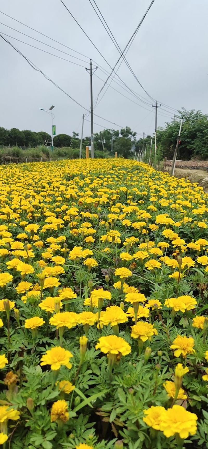 孔雀草大量供应基地直供欢迎实地看货期待合作胡