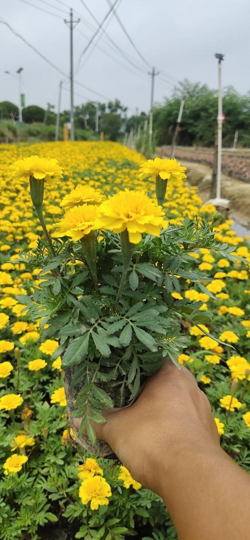 孔雀草大量供应基地直供欢迎实地看货期待合作胡