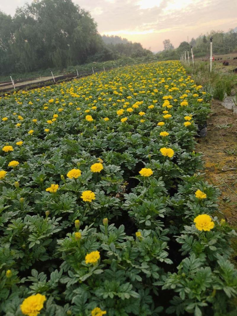 孔雀草大量供应基地直供欢迎实地看货期待合作胡