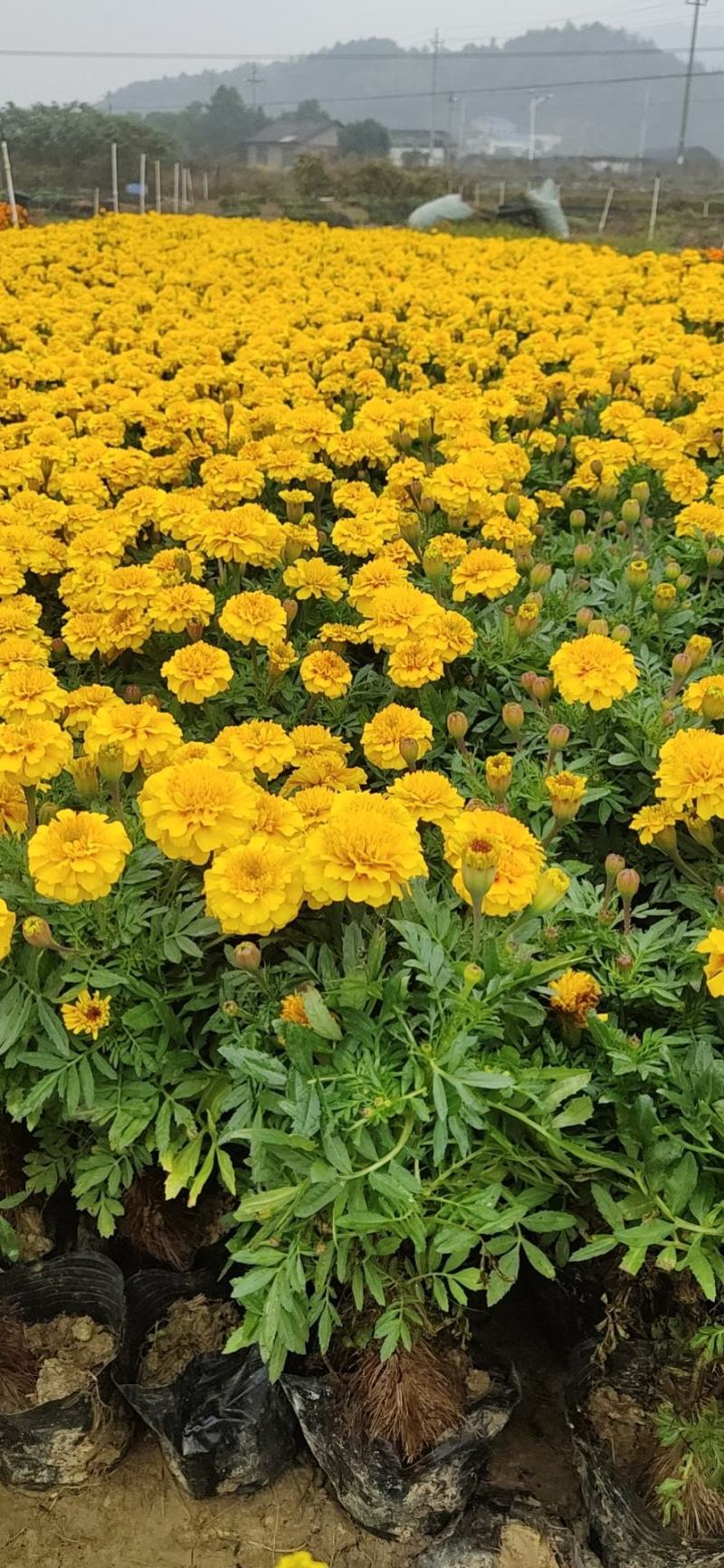 孔雀草大量供应基地直供欢迎实地看货期待合作胡