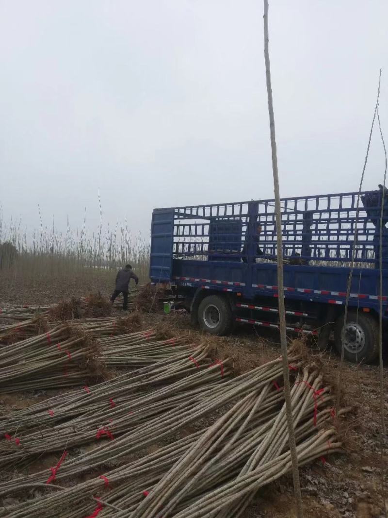 白杨树苗大量出售规格齐全全国发货速生杨树苗