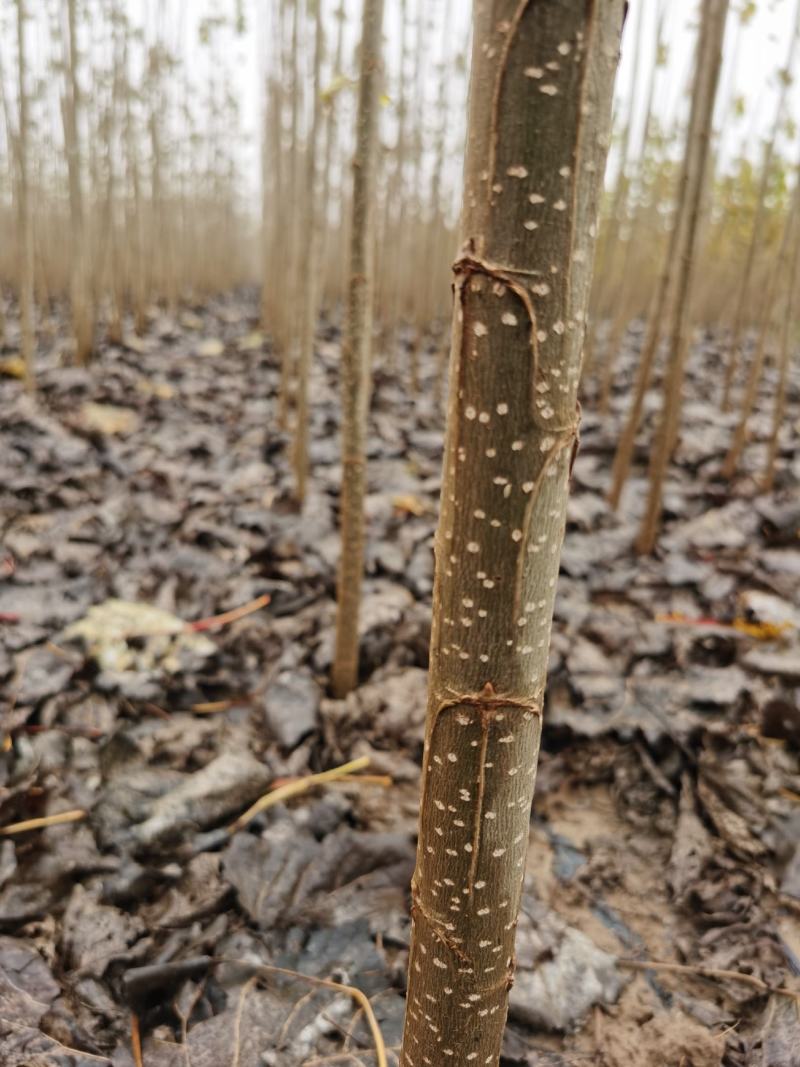 白杨树苗大量出售规格齐全全国发货速生杨树苗