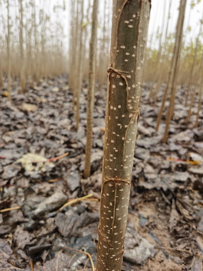 白杨树苗大量出售规格齐全全国发货速生杨树苗