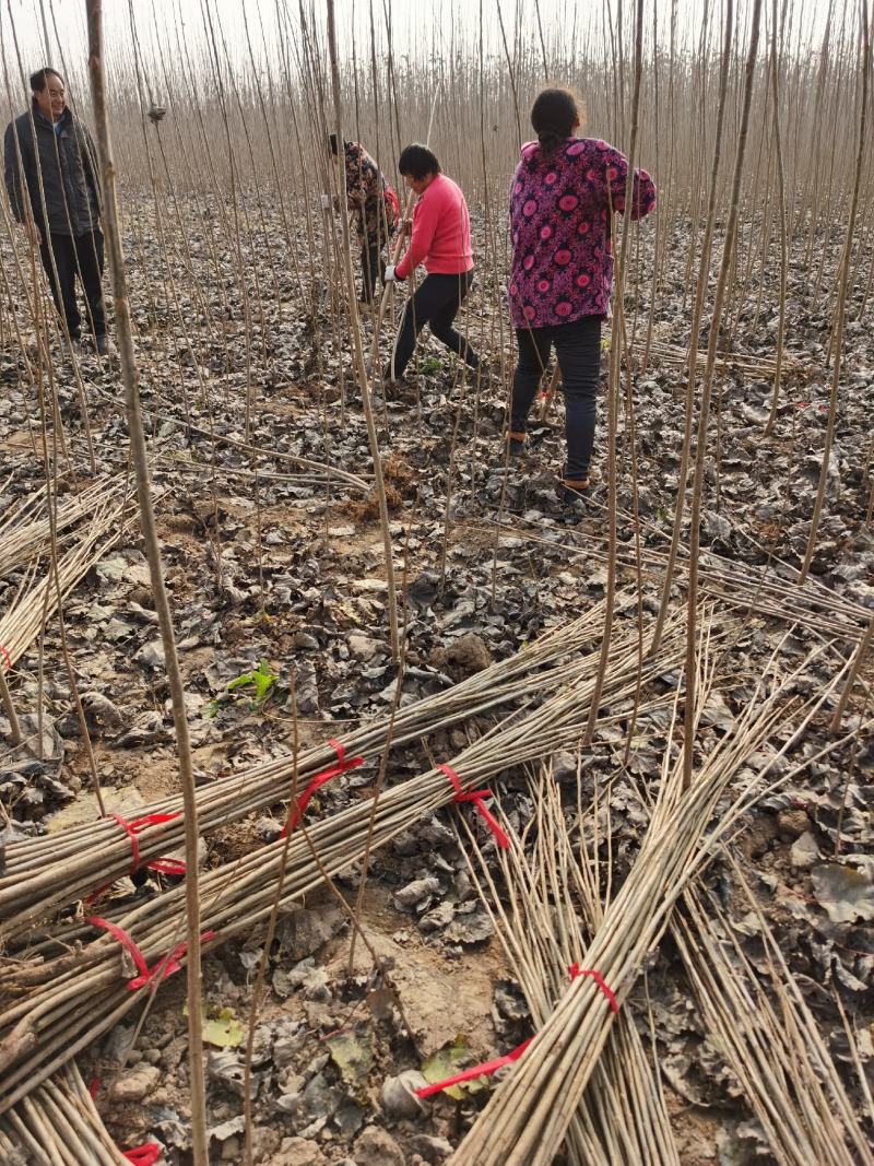 白杨树苗大量出售规格齐全全国发货速生杨树苗