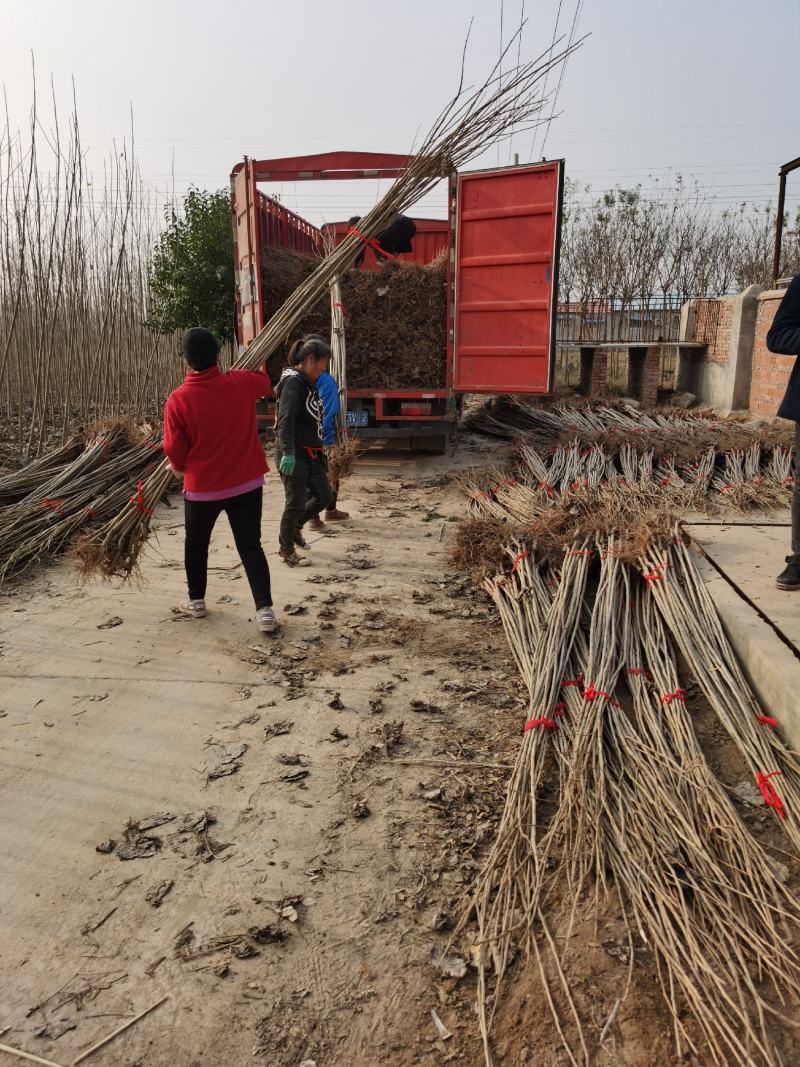 白杨树苗大量出售规格齐全全国发货速生杨树苗