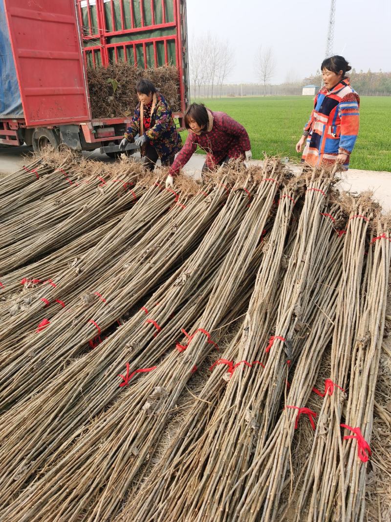 白杨树苗大量出售规格齐全全国发货速生杨树苗